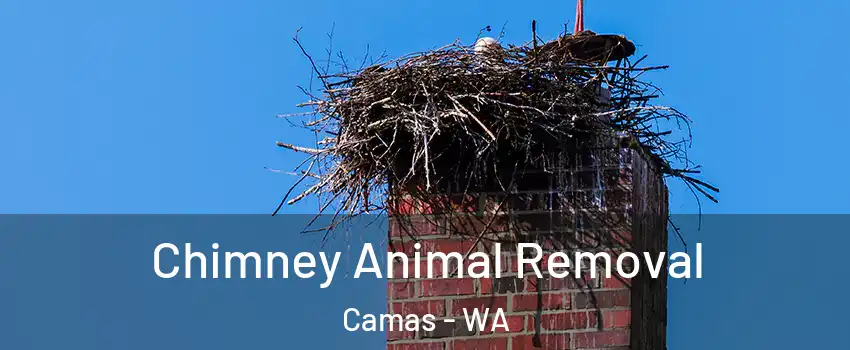  Chimney Animal Removal Camas - WA
